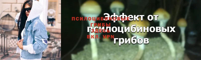 Галлюциногенные грибы Magic Shrooms  Катайск 